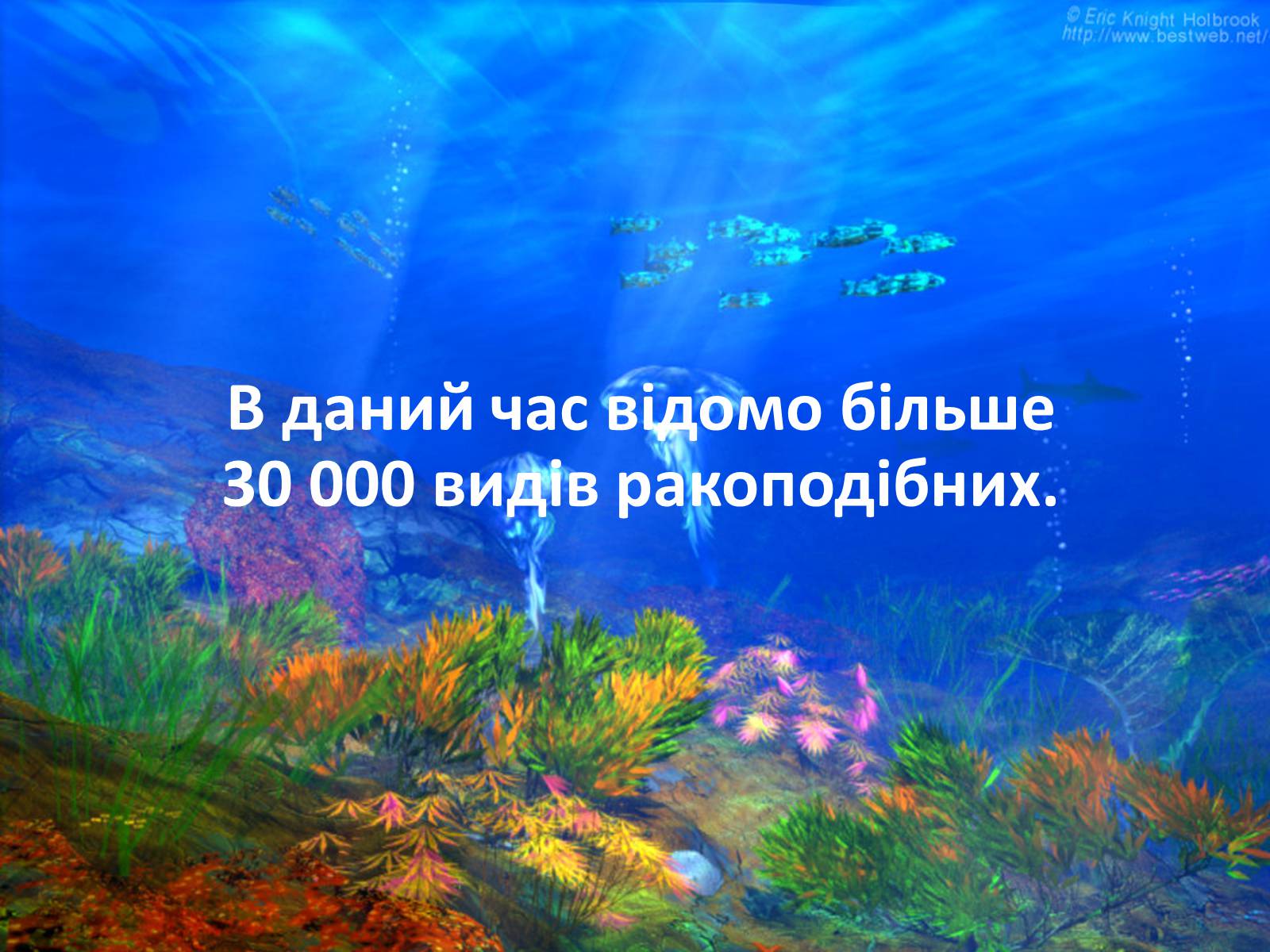 Презентація на тему «Різноманітність ракоподібних» (варіант 2) - Слайд #5 Презентація на тему «Різноманітність ракоподібних» (варіант 2) - Слайд #5