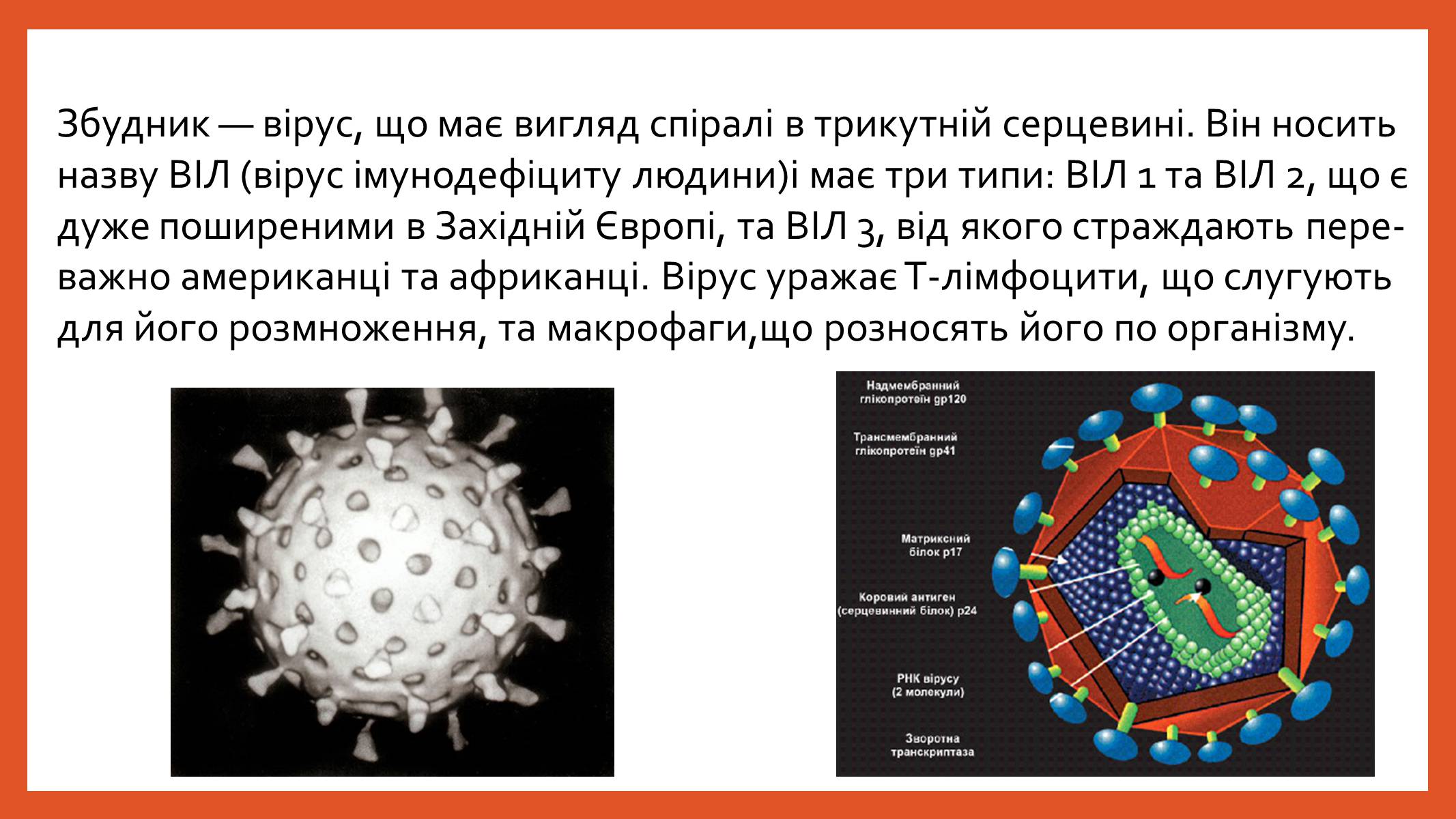 Презентація на тему «ВІЛ. СНІД. інфекції ІПСШ: шляхи передачі і методи захисту» (варіант 8) - Слайд #4 Презентація на тему «ВІЛ. СНІД. інфекції ІПСШ: шляхи передачі і методи захисту» (варіант 8) - Слайд #4