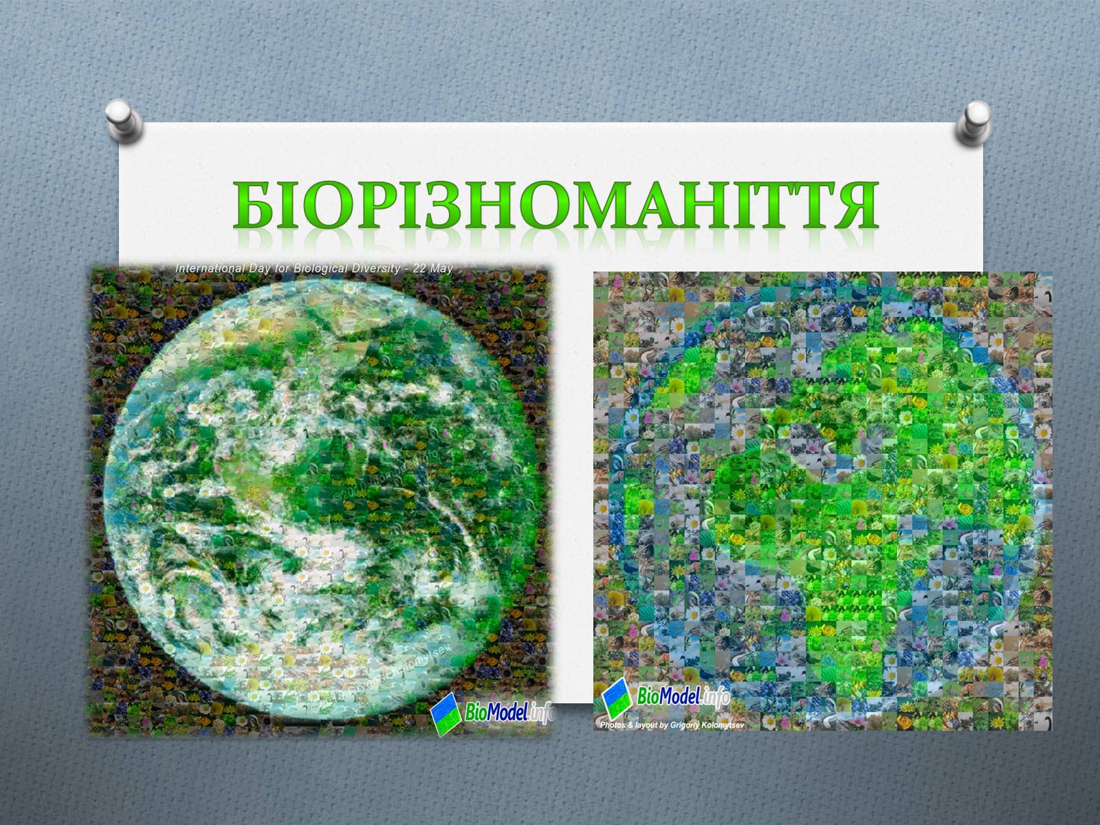 Презентація на тему «Біорізноманіття» (варіант 4) - Слайд #1 Презентація на тему «Біорізноманіття» (варіант 4) - Слайд #1