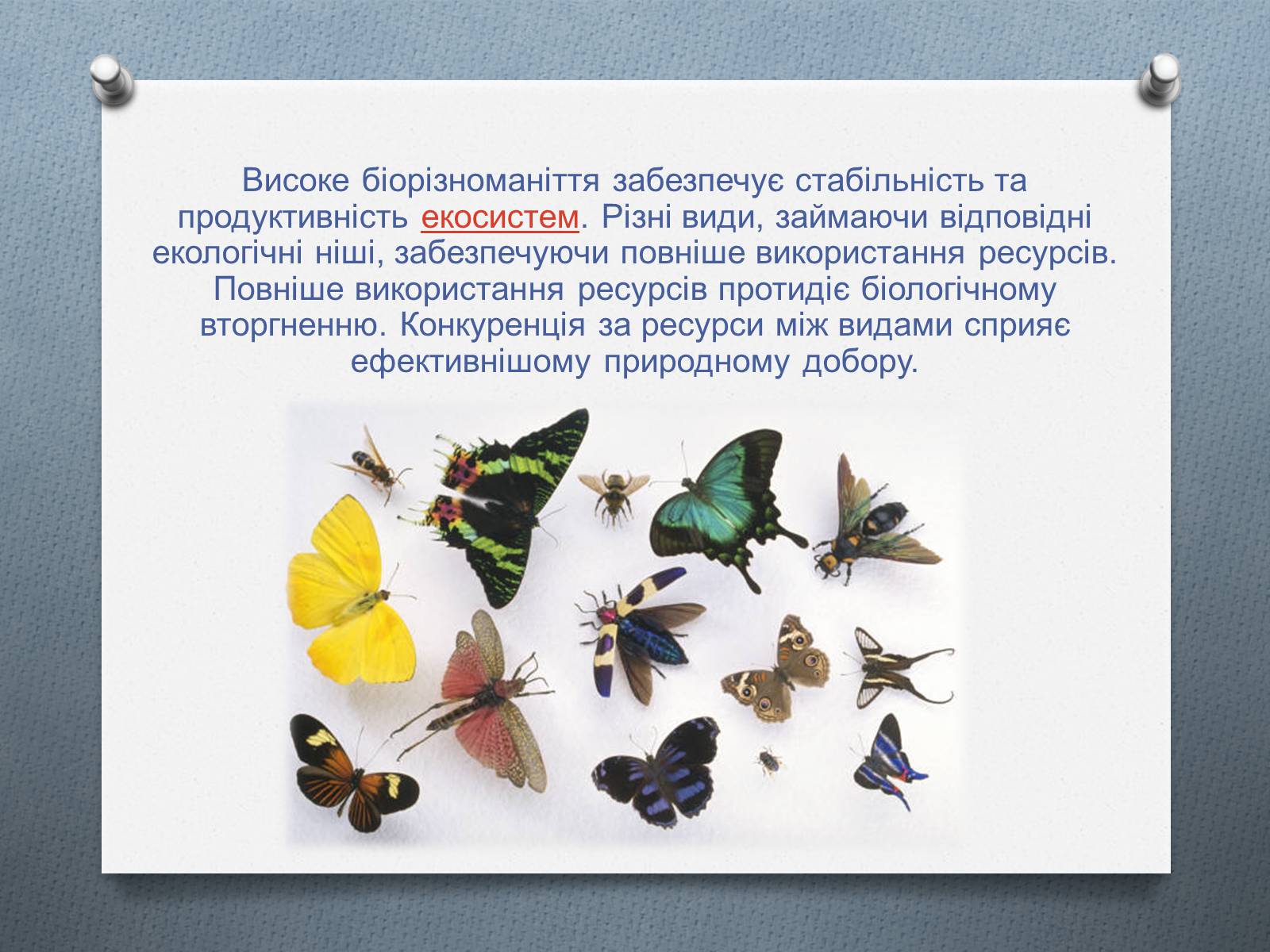 Презентація на тему «Біорізноманіття» (варіант 4) - Слайд #5 Презентація на тему «Біорізноманіття» (варіант 4) - Слайд #5