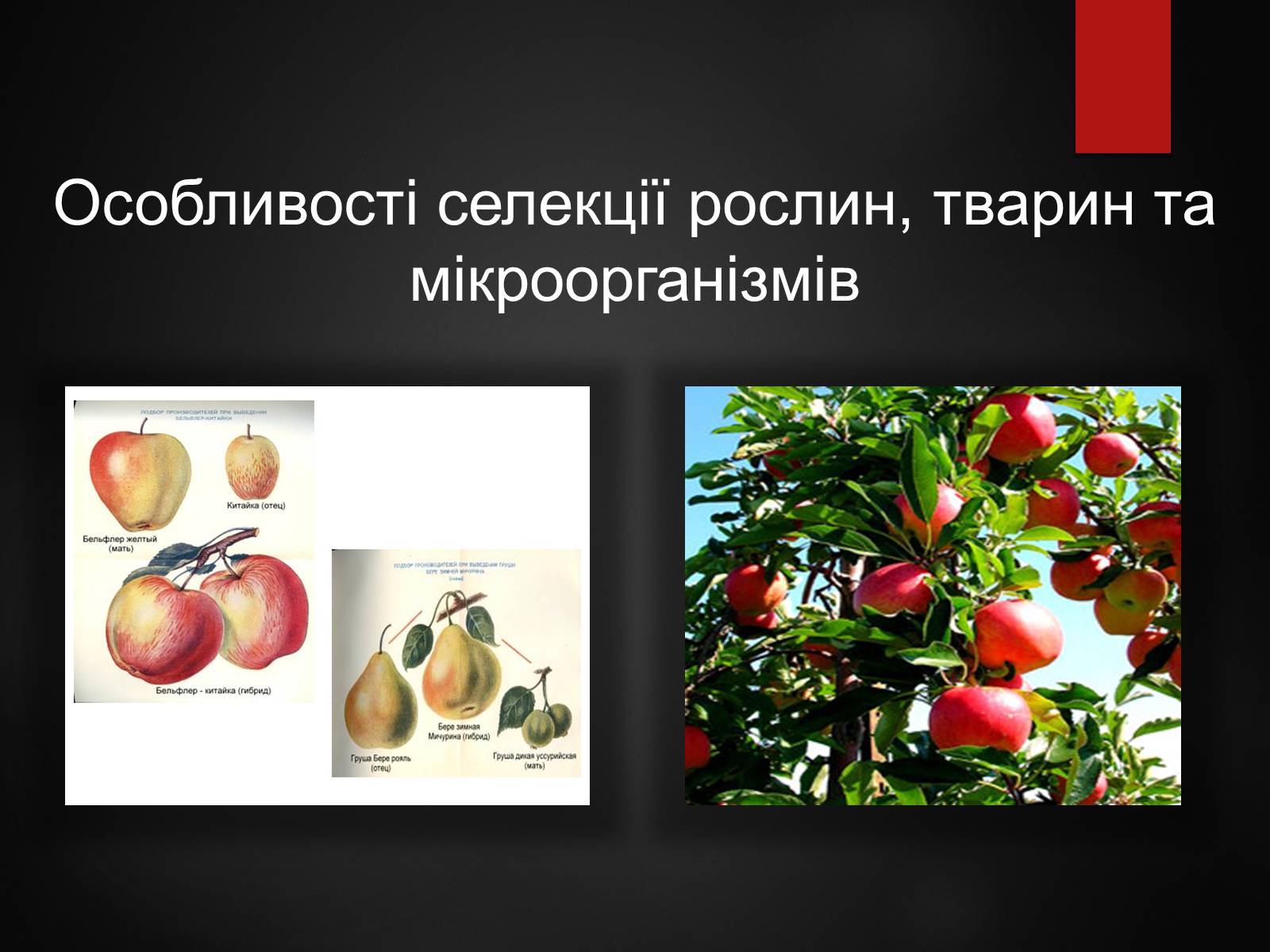 Презентація на тему «Особливості селекції рослин, тварин та мікроорганізмів» (варіант 2) - Слайд #1 Презентація на тему «Особливості селекції рослин, тварин та мікроорганізмів» (варіант 2) - Слайд #1