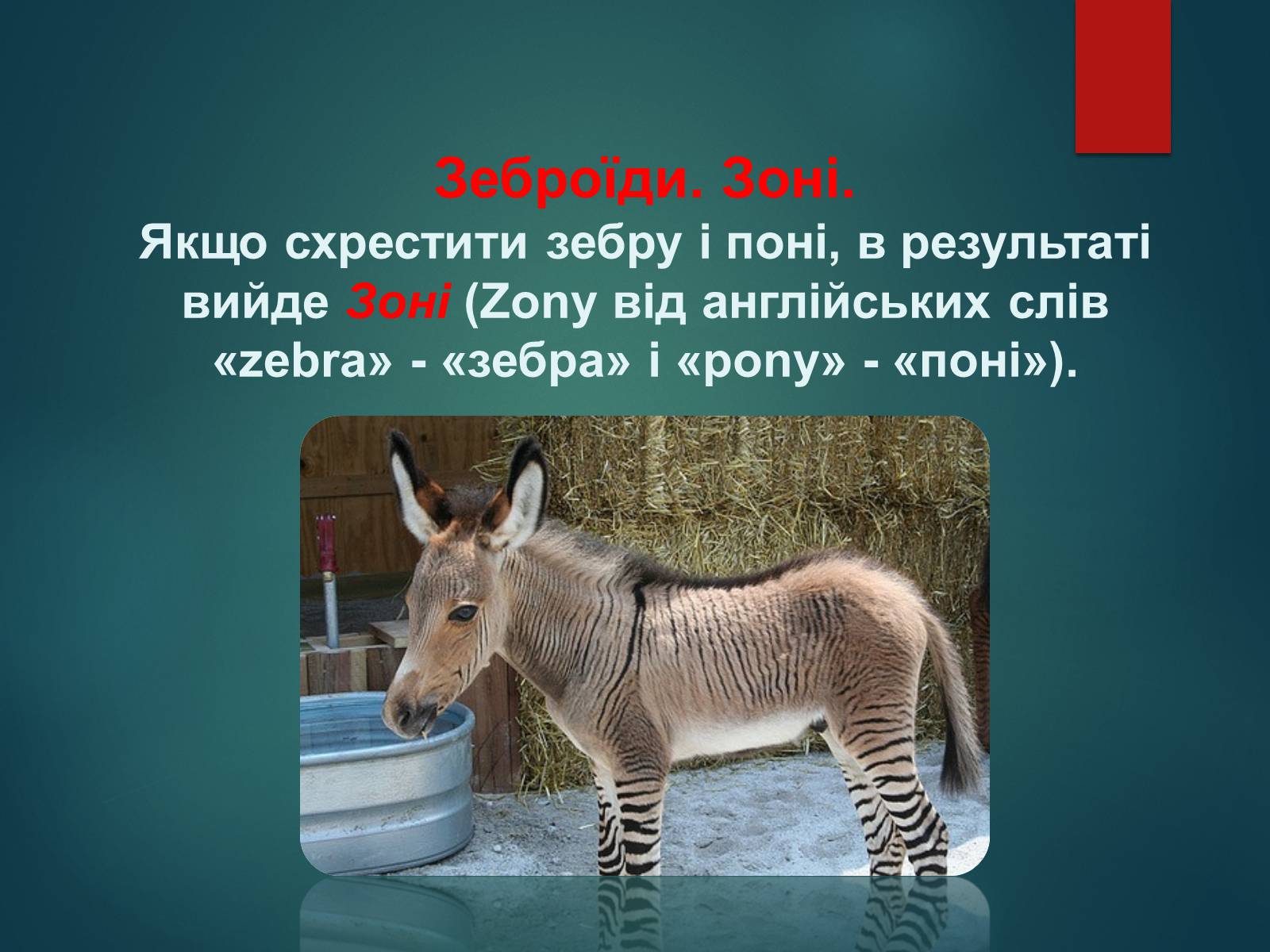 Презентація на тему «Особливості селекції рослин, тварин та мікроорганізмів» (варіант 2) - Слайд #10 Презентація на тему «Особливості селекції рослин, тварин та мікроорганізмів» (варіант 2) - Слайд #10