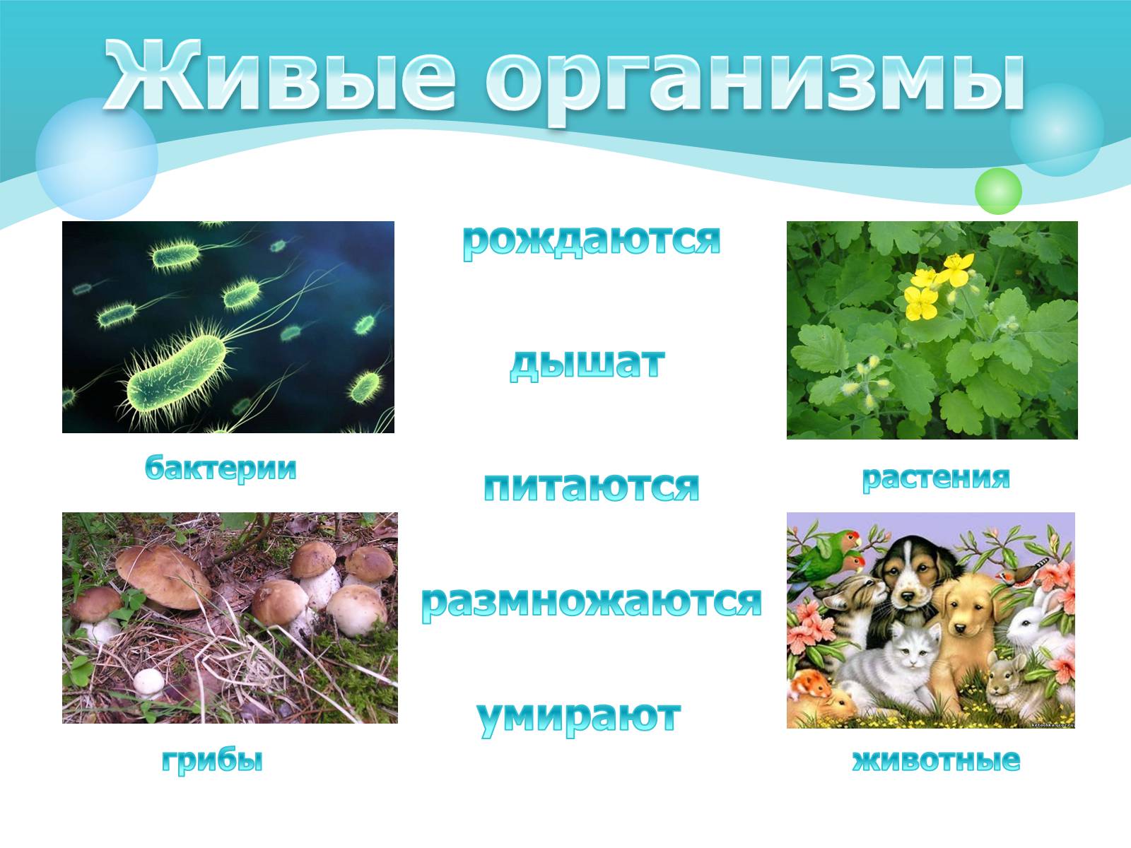 Презентація на тему «Как устроен организм человека» - Слайд #2 Презентація на тему «Как устроен организм человека» - Слайд #2