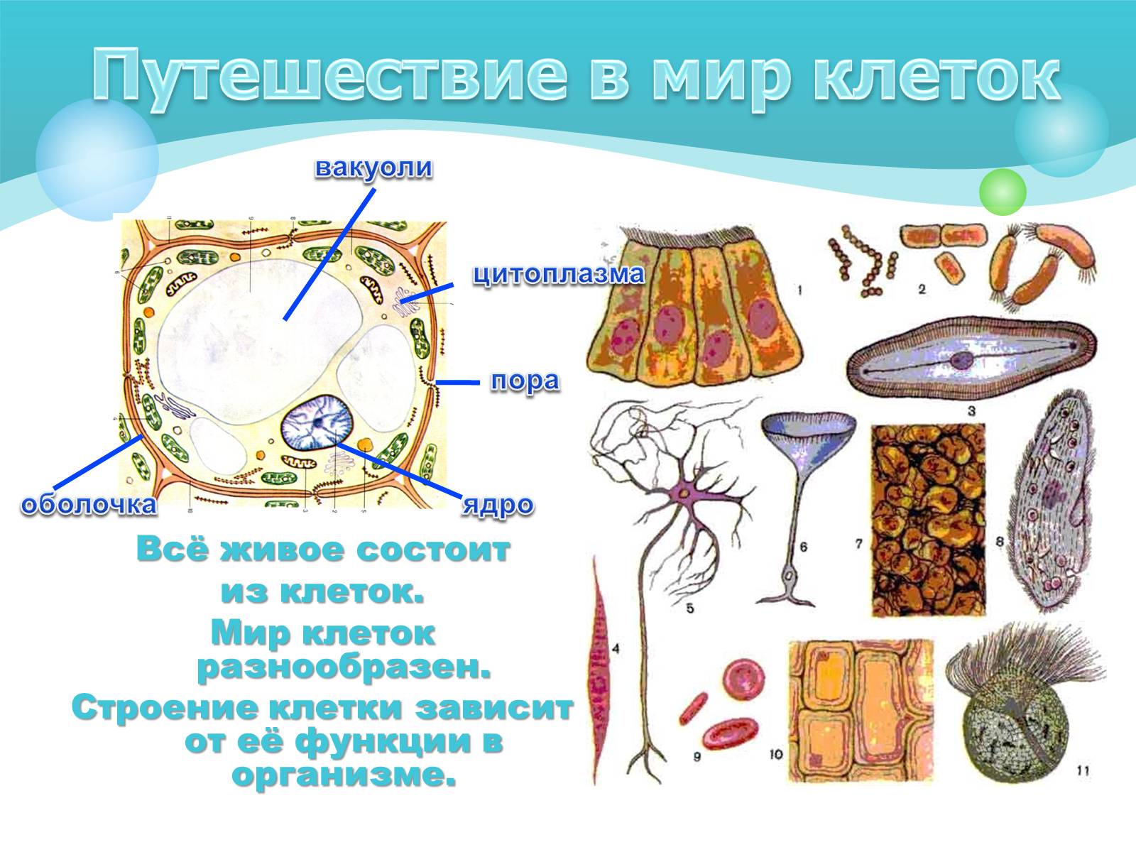 Презентація на тему «Как устроен организм человека» - Слайд #3 Презентація на тему «Как устроен организм человека» - Слайд #3