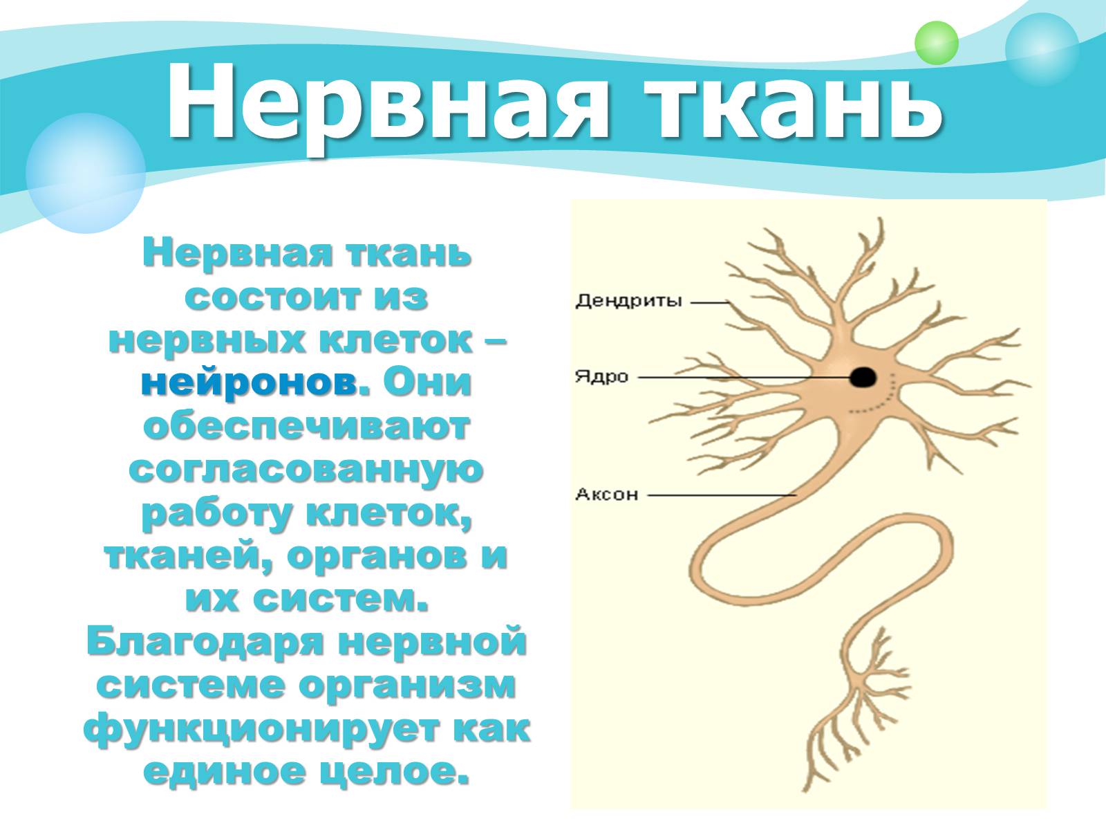 Презентація на тему «Как устроен организм человека» - Слайд #4 Презентація на тему «Как устроен организм человека» - Слайд #4