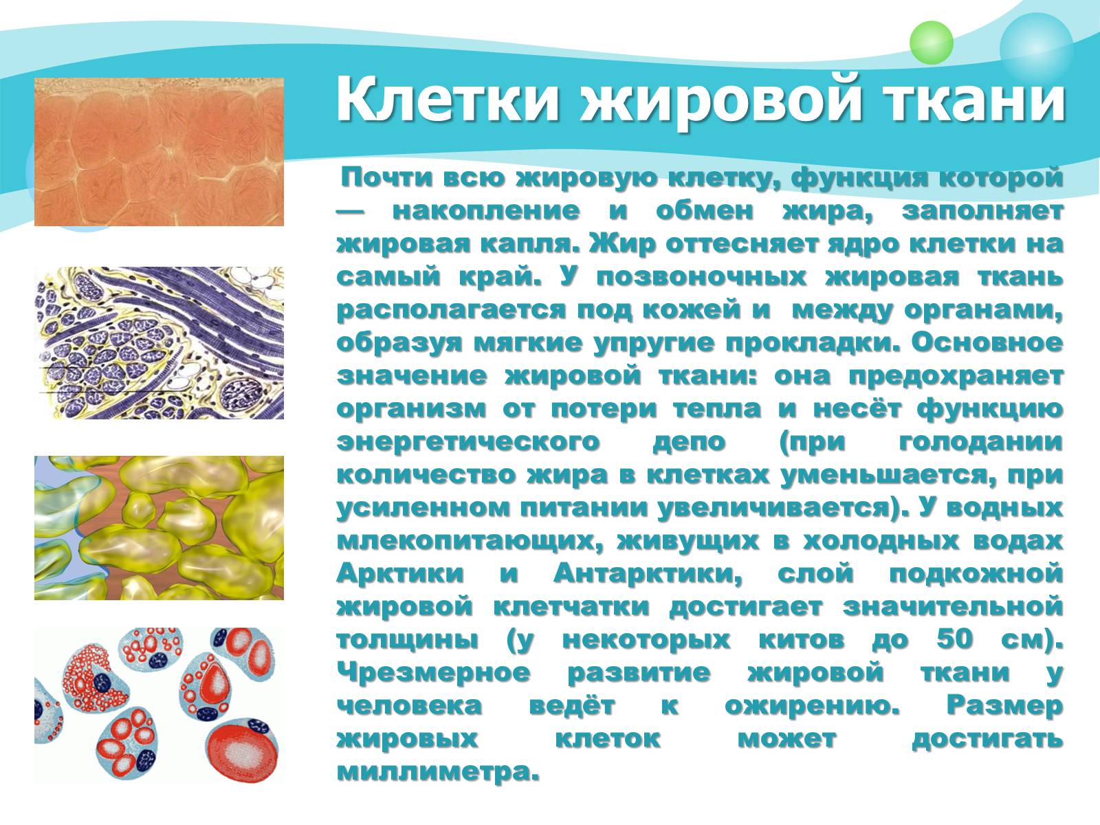 Презентація на тему «Как устроен организм человека» - Слайд #5 Презентація на тему «Как устроен организм человека» - Слайд #5