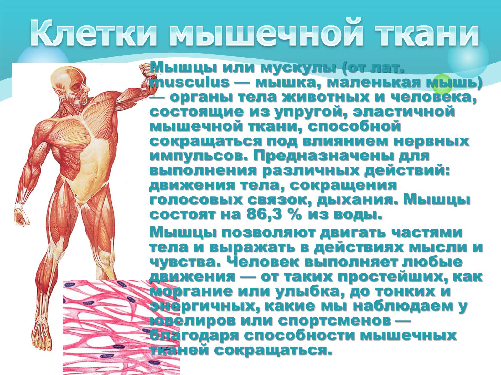 Презентація на тему «Как устроен организм человека» - Слайд #6 Презентація на тему «Как устроен организм человека» - Слайд #6
