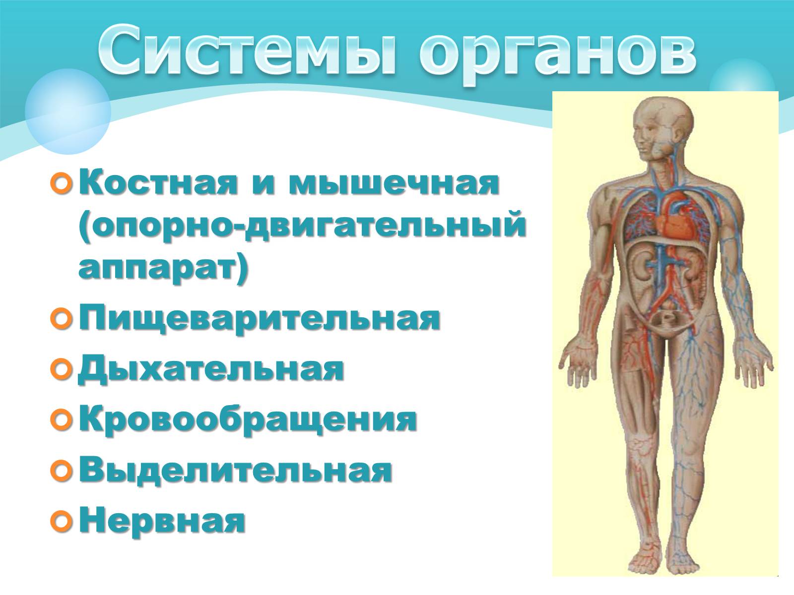 Презентація на тему «Как устроен организм человека» - Слайд #8 Презентація на тему «Как устроен организм человека» - Слайд #8