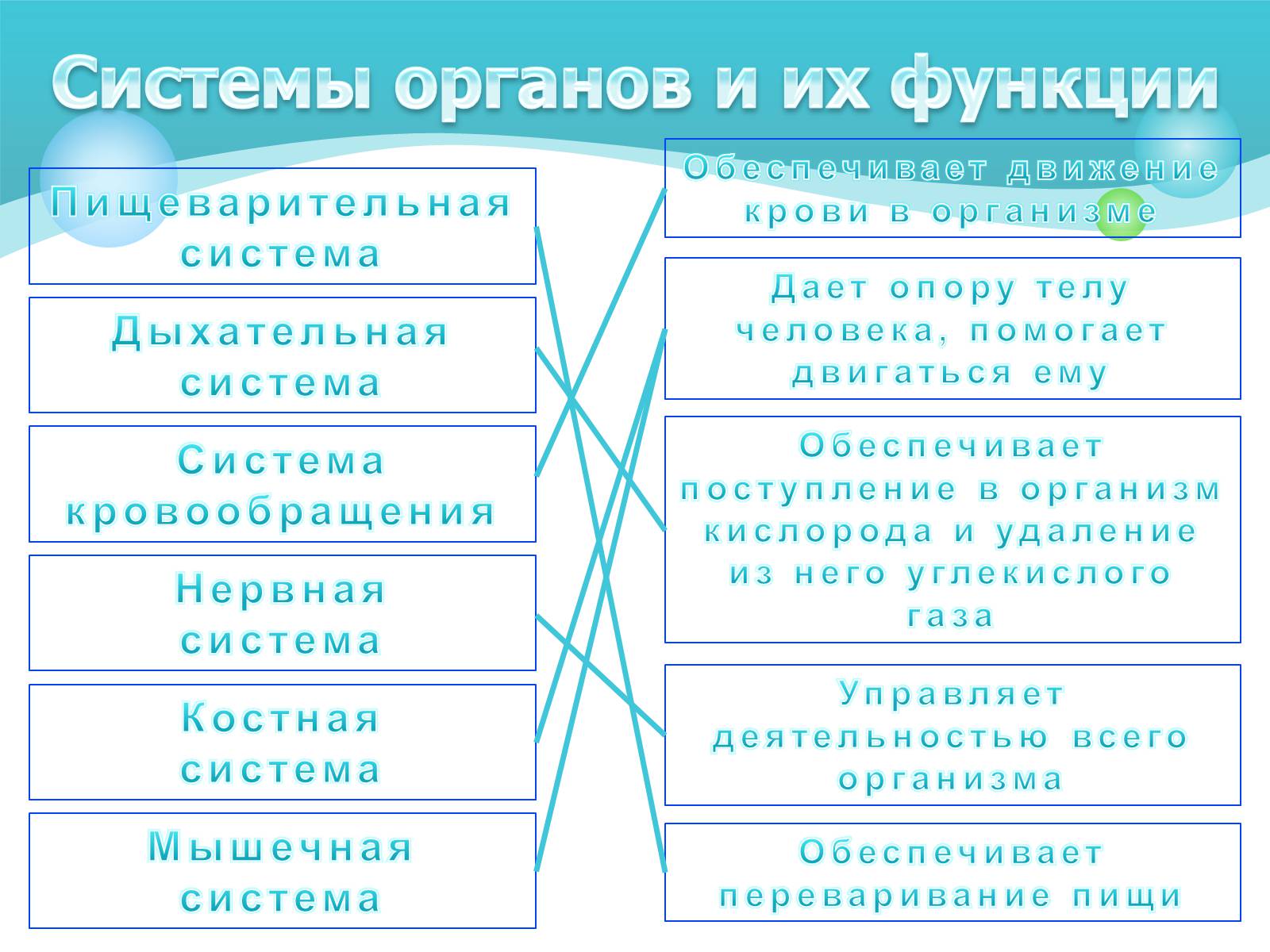 Презентація на тему «Как устроен организм человека» - Слайд #9 Презентація на тему «Как устроен организм человека» - Слайд #9