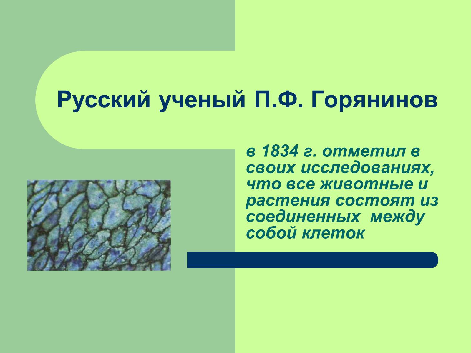 Презентація на тему «Клеточная теория» - Слайд #13 Презентація на тему «Клеточная теория» - Слайд #13
