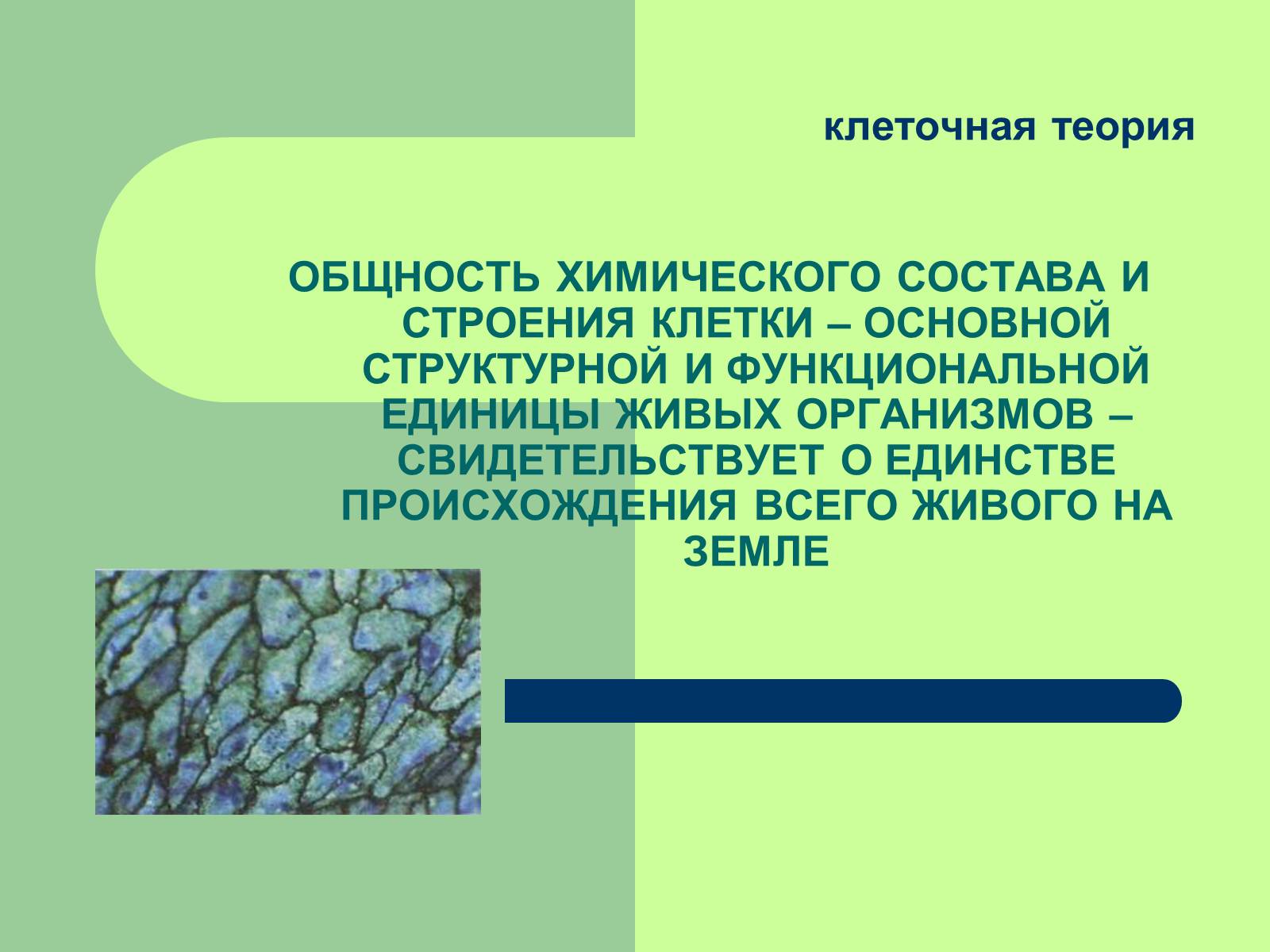 Презентація на тему «Клеточная теория» - Слайд #24 Презентація на тему «Клеточная теория» - Слайд #24