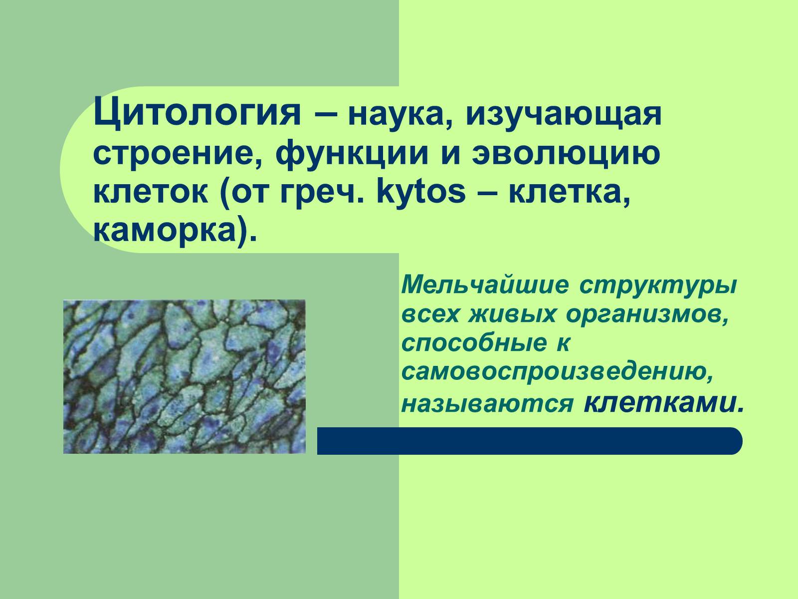 Презентація на тему «Клеточная теория» - Слайд #3 Презентація на тему «Клеточная теория» - Слайд #3