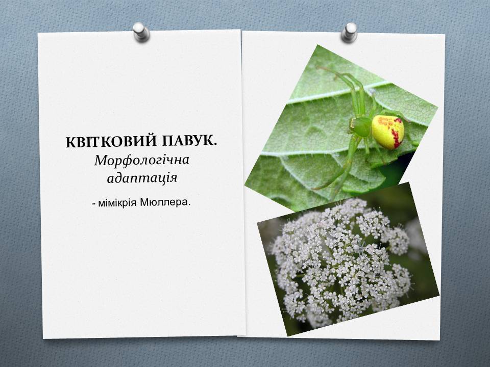Презентація на тему «Види адаптації» - Слайд #13 Презентація на тему «Види адаптації» - Слайд #13