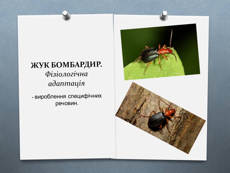 Презентація на тему «Види адаптації» - Слайд #14 Презентація на тему «Види адаптації» - Слайд #14