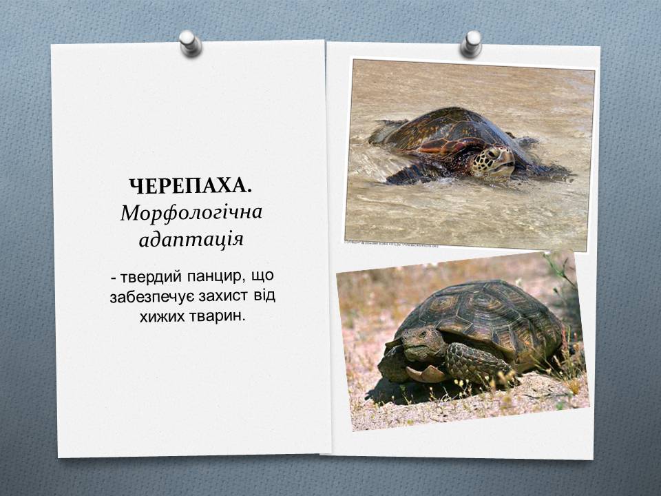 Презентація на тему «Види адаптації» - Слайд #2 Презентація на тему «Види адаптації» - Слайд #2