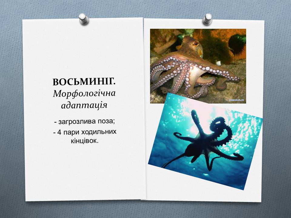 Презентація на тему «Види адаптації» - Слайд #21 Презентація на тему «Види адаптації» - Слайд #21