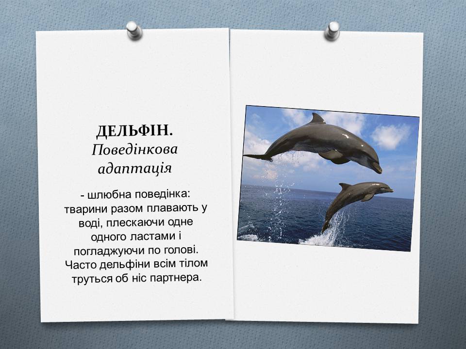 Презентація на тему «Види адаптації» - Слайд #24 Презентація на тему «Види адаптації» - Слайд #24