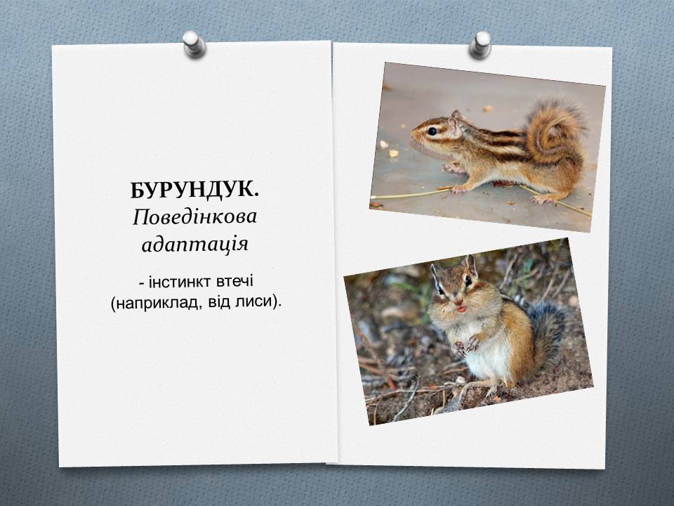 Презентація на тему «Види адаптації» - Слайд #25 Презентація на тему «Види адаптації» - Слайд #25