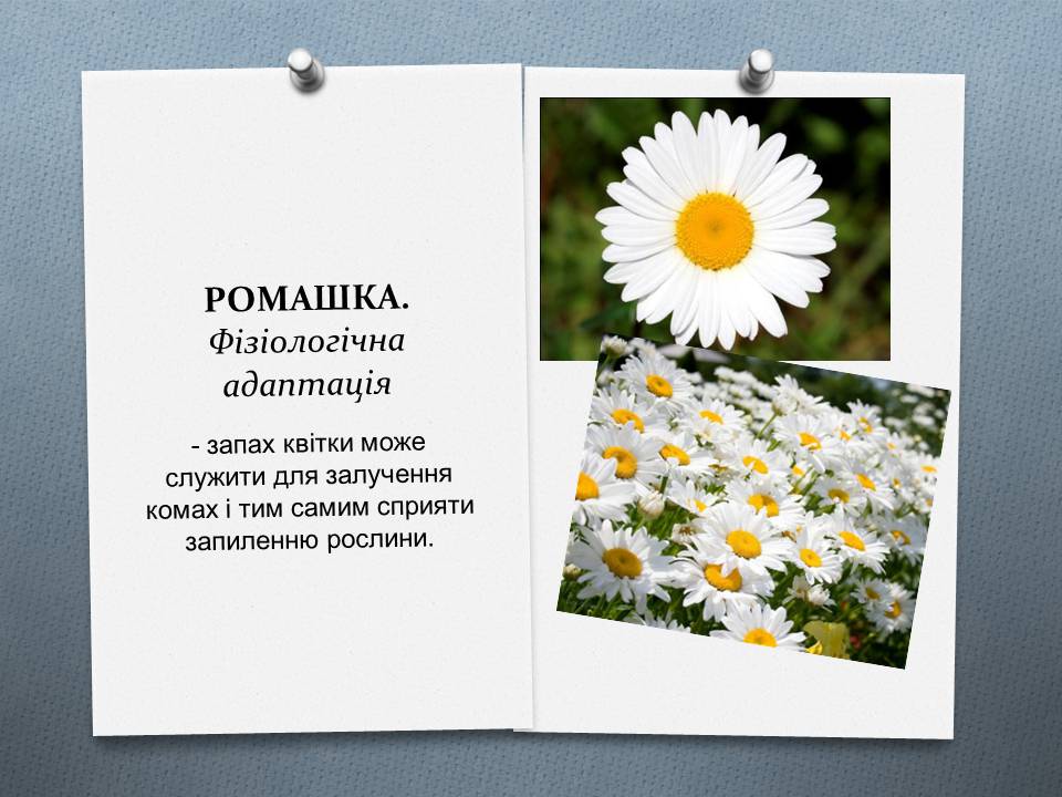 Презентація на тему «Види адаптації» - Слайд #3 Презентація на тему «Види адаптації» - Слайд #3