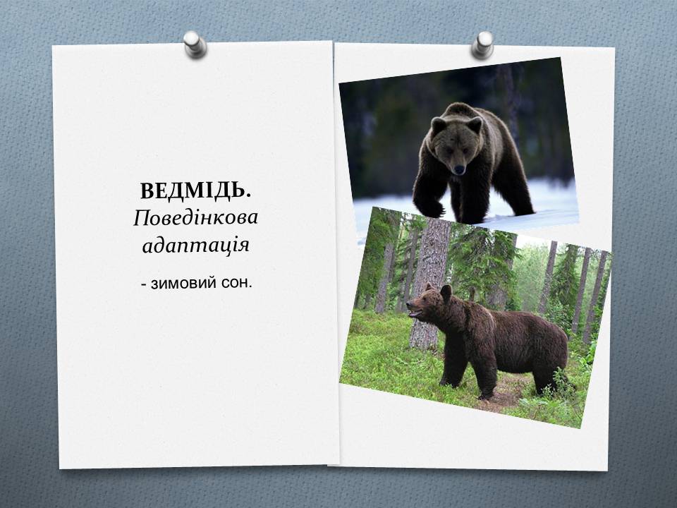 Презентація на тему «Види адаптації» - Слайд #4 Презентація на тему «Види адаптації» - Слайд #4