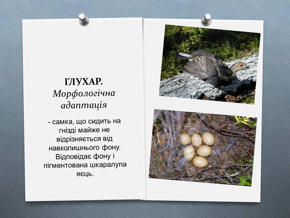 Презентація на тему «Види адаптації» - Слайд #5 Презентація на тему «Види адаптації» - Слайд #5