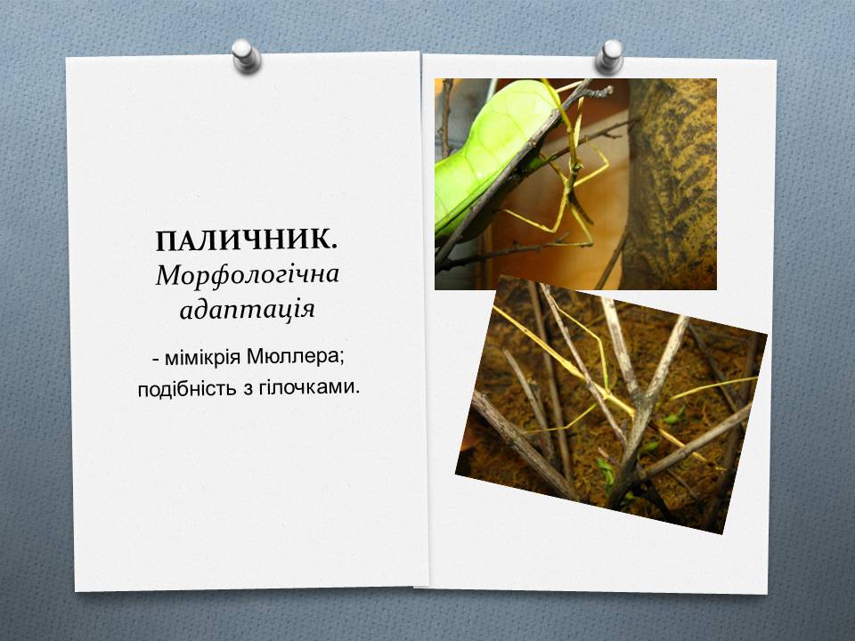 Презентація на тему «Види адаптації» - Слайд #6 Презентація на тему «Види адаптації» - Слайд #6
