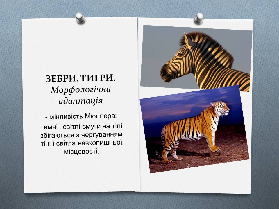 Презентація на тему «Види адаптації» - Слайд #7 Презентація на тему «Види адаптації» - Слайд #7