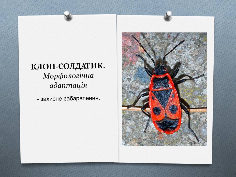 Презентація на тему «Види адаптації» - Слайд #8 Презентація на тему «Види адаптації» - Слайд #8