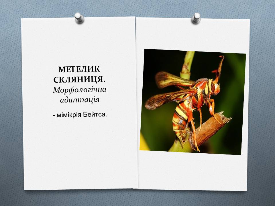 Презентація на тему «Види адаптації» - Слайд #9 Презентація на тему «Види адаптації» - Слайд #9