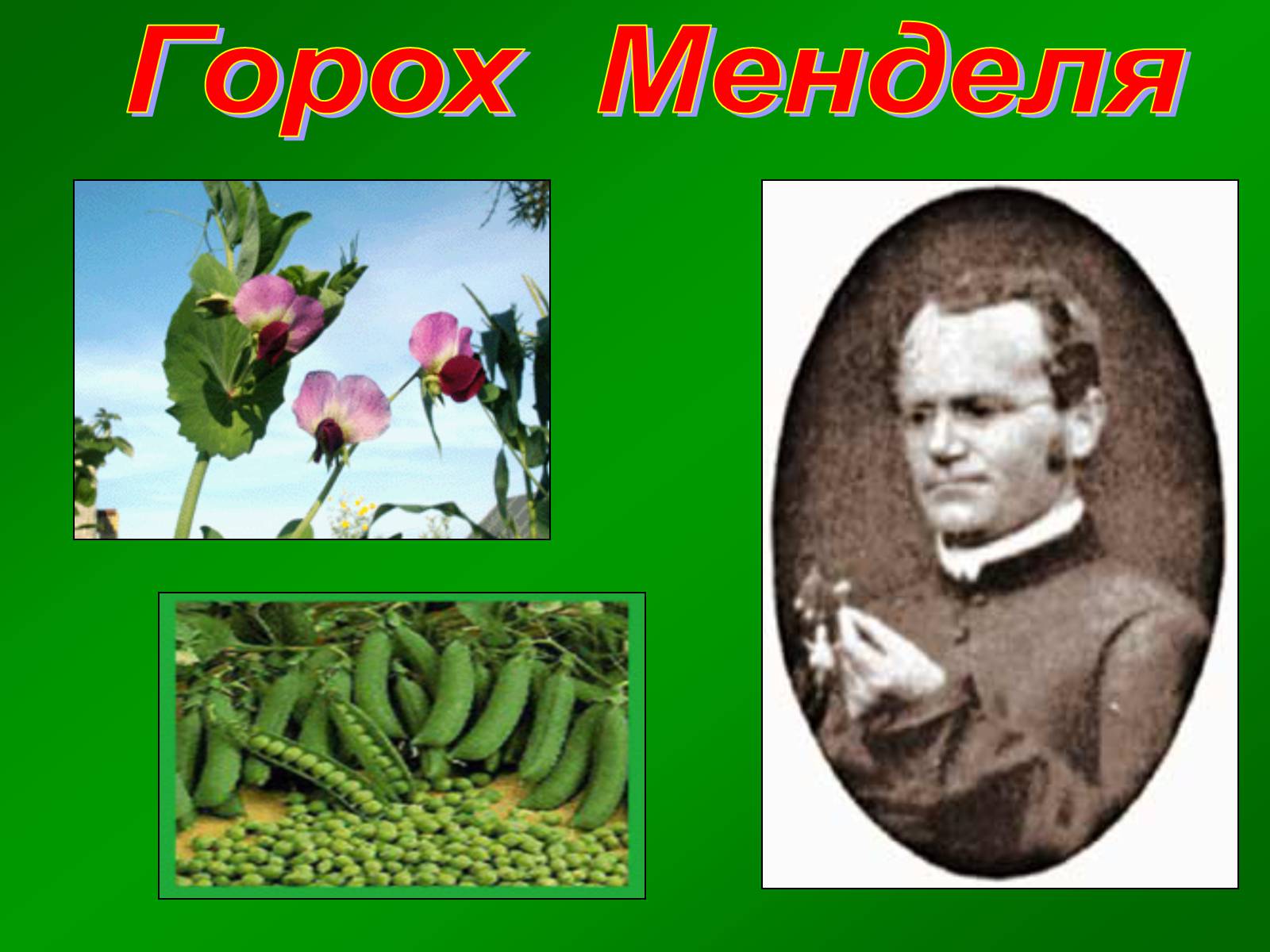 Презентація на тему «Горох Менделя» - Слайд #1