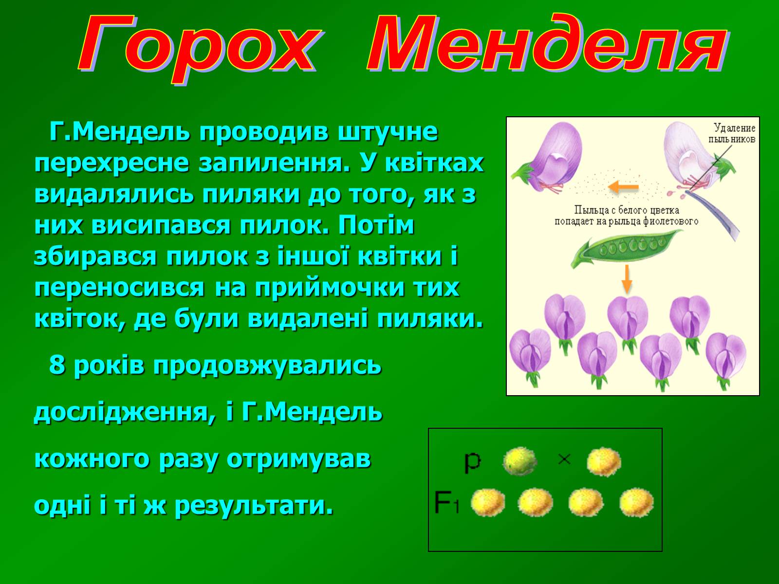 Презентація на тему «Горох Менделя» - Слайд #6