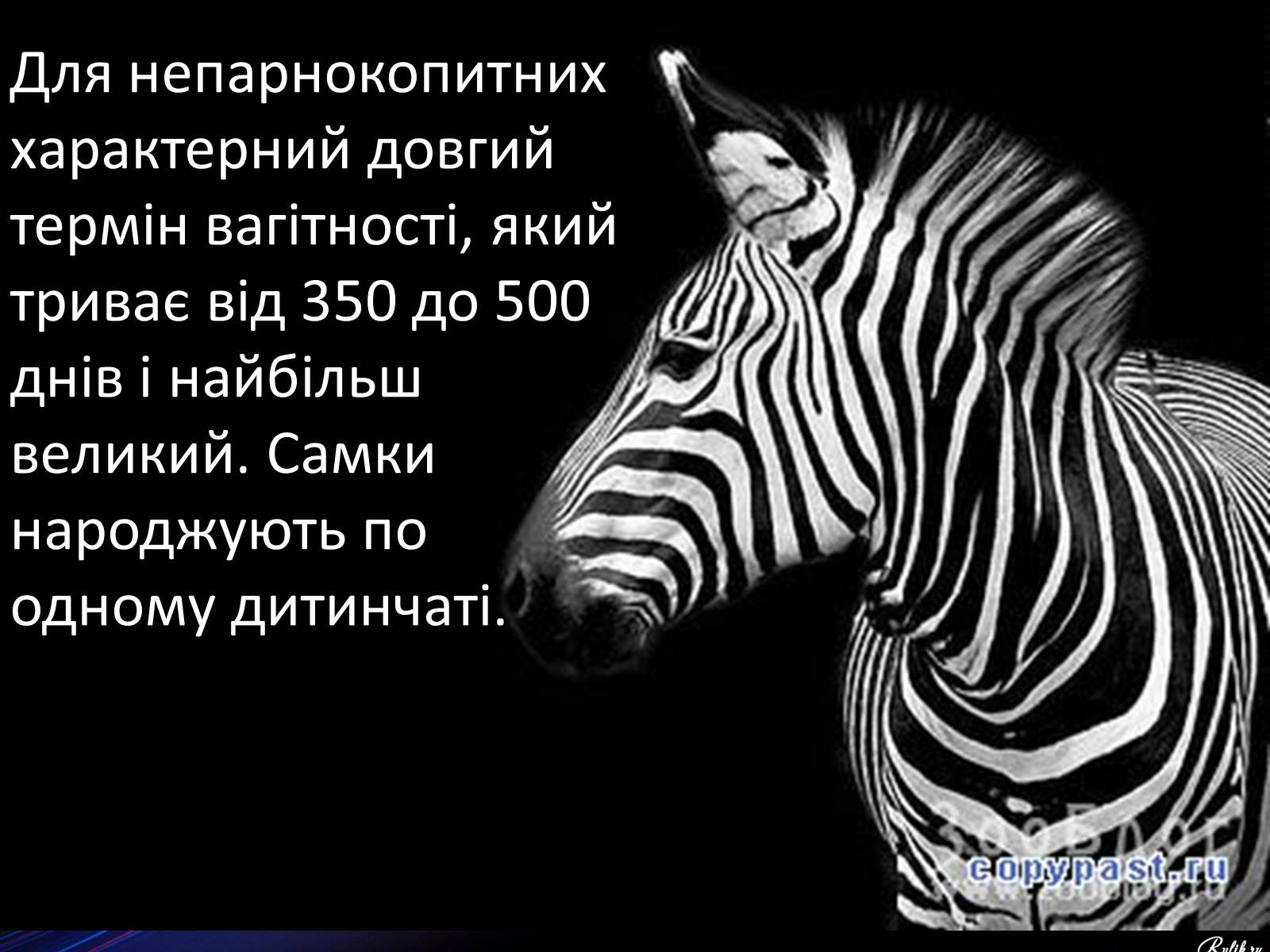 Презентація на тему «Непарнокопитні» - Слайд #7 Презентація на тему «Непарнокопитні» - Слайд #7