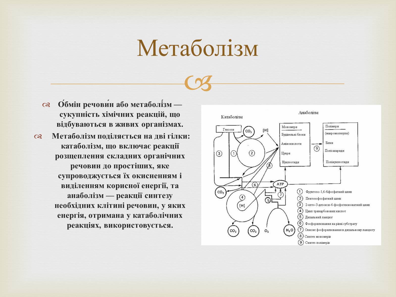 Презентація на тему «Метаболізм» - Слайд #2 Презентація на тему «Метаболізм» - Слайд #2