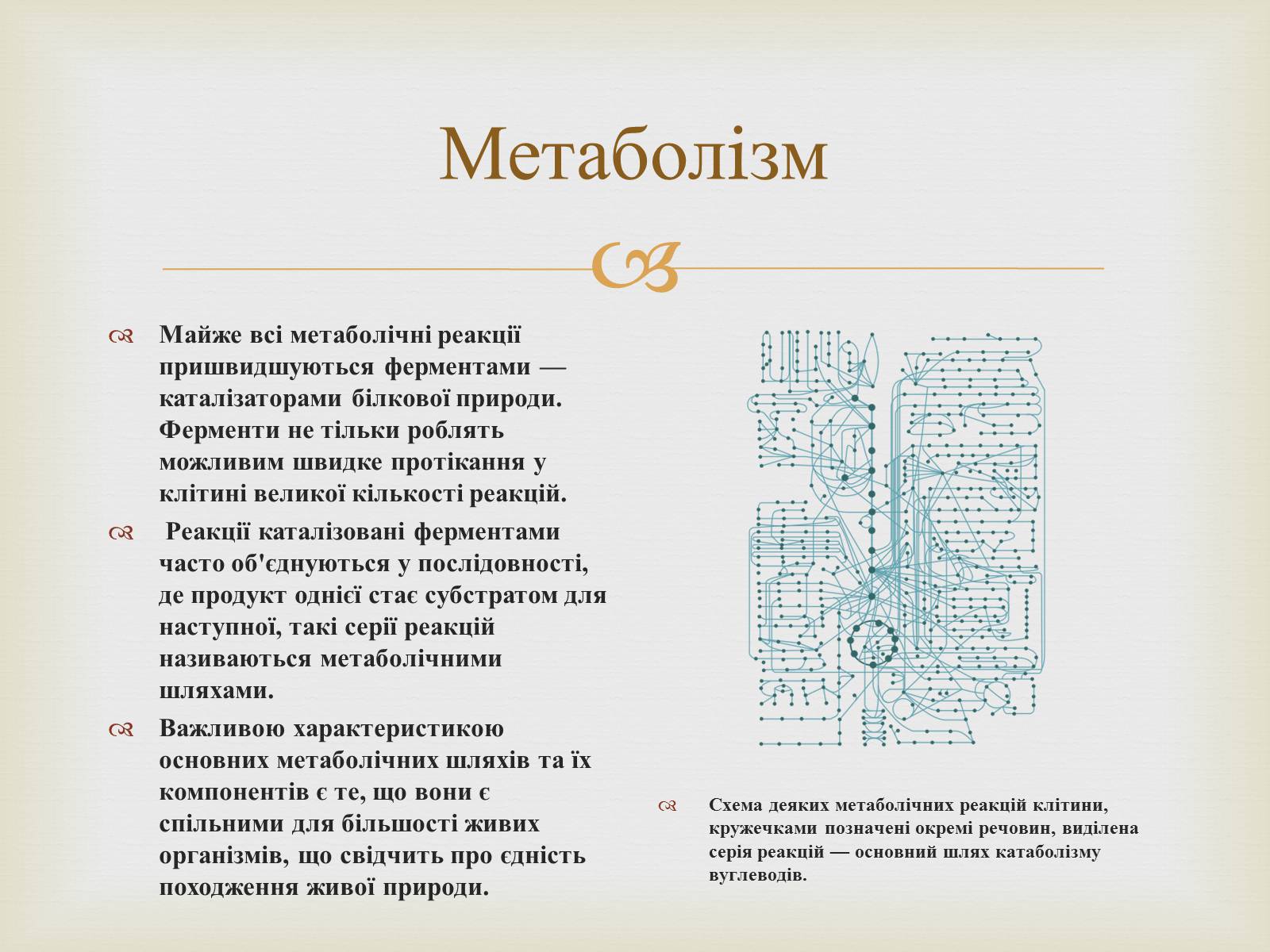 Презентація на тему «Метаболізм» - Слайд #3 Презентація на тему «Метаболізм» - Слайд #3