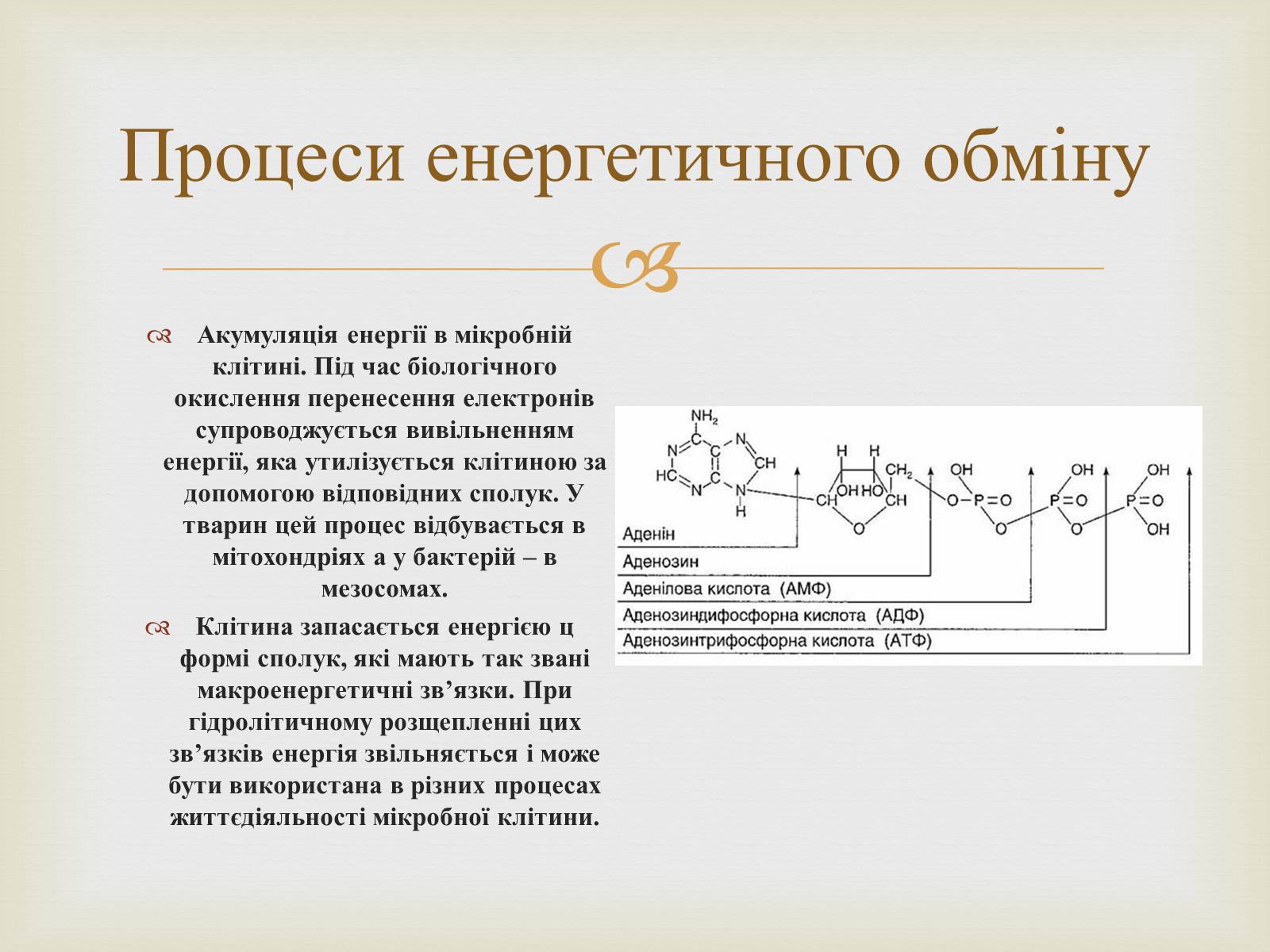Презентація на тему «Метаболізм» - Слайд #6 Презентація на тему «Метаболізм» - Слайд #6
