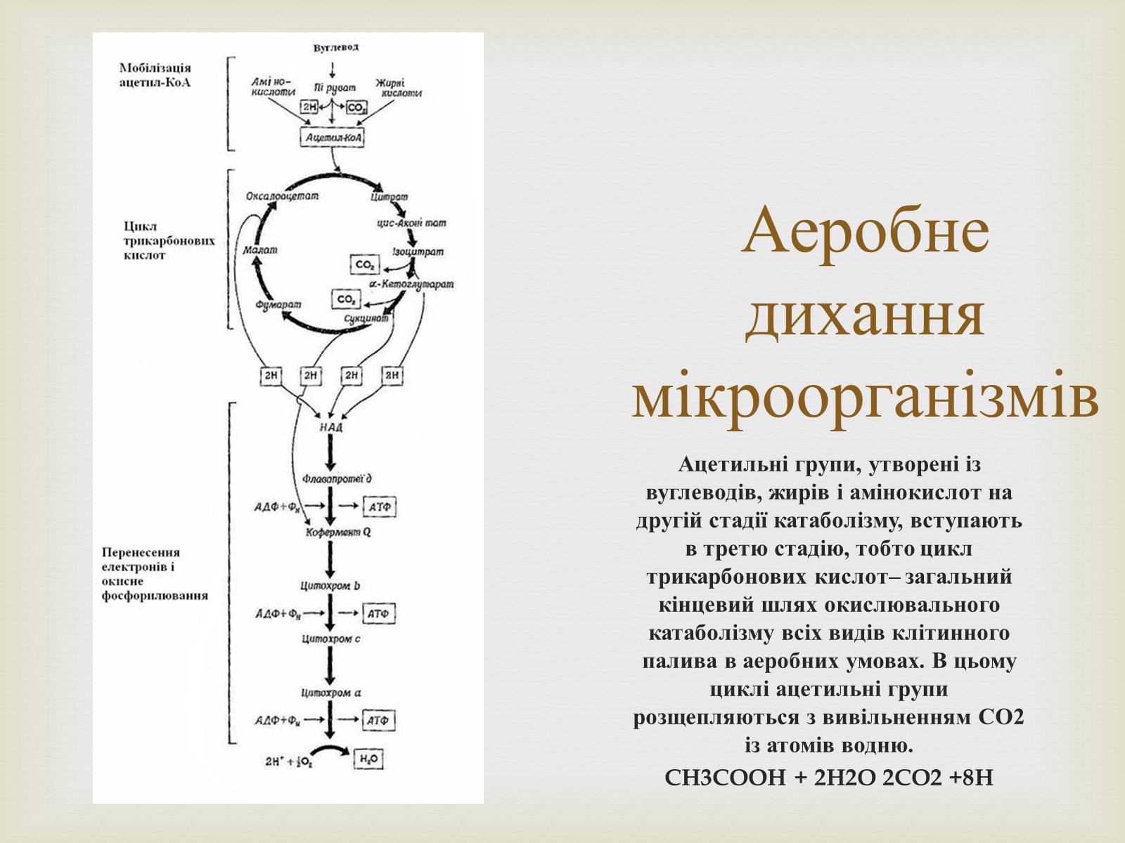 Презентація на тему «Метаболізм» - Слайд #7 Презентація на тему «Метаболізм» - Слайд #7