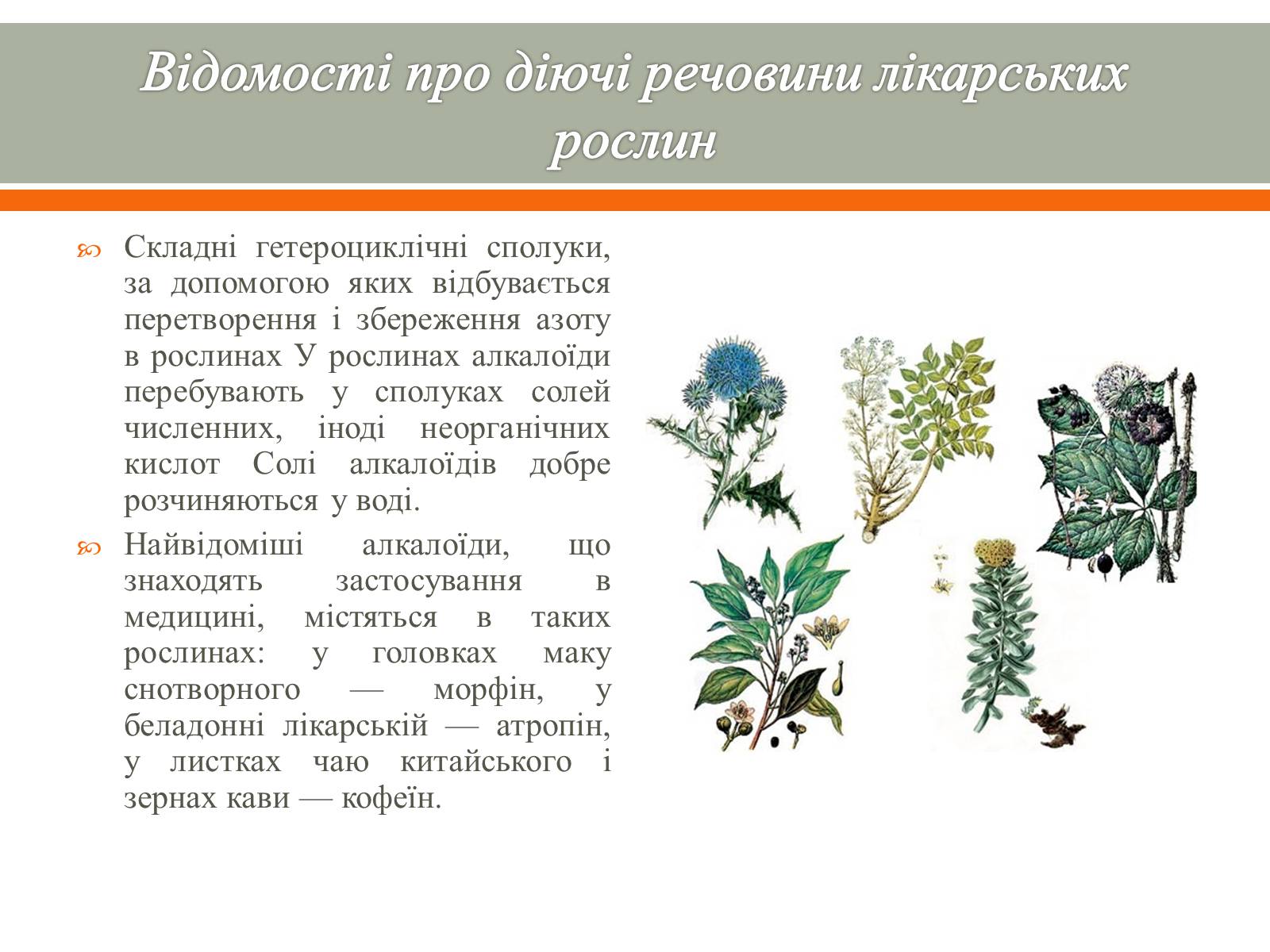 Презентація на тему «Алкалоїди» - Слайд #3 Презентація на тему «Алкалоїди» - Слайд #3