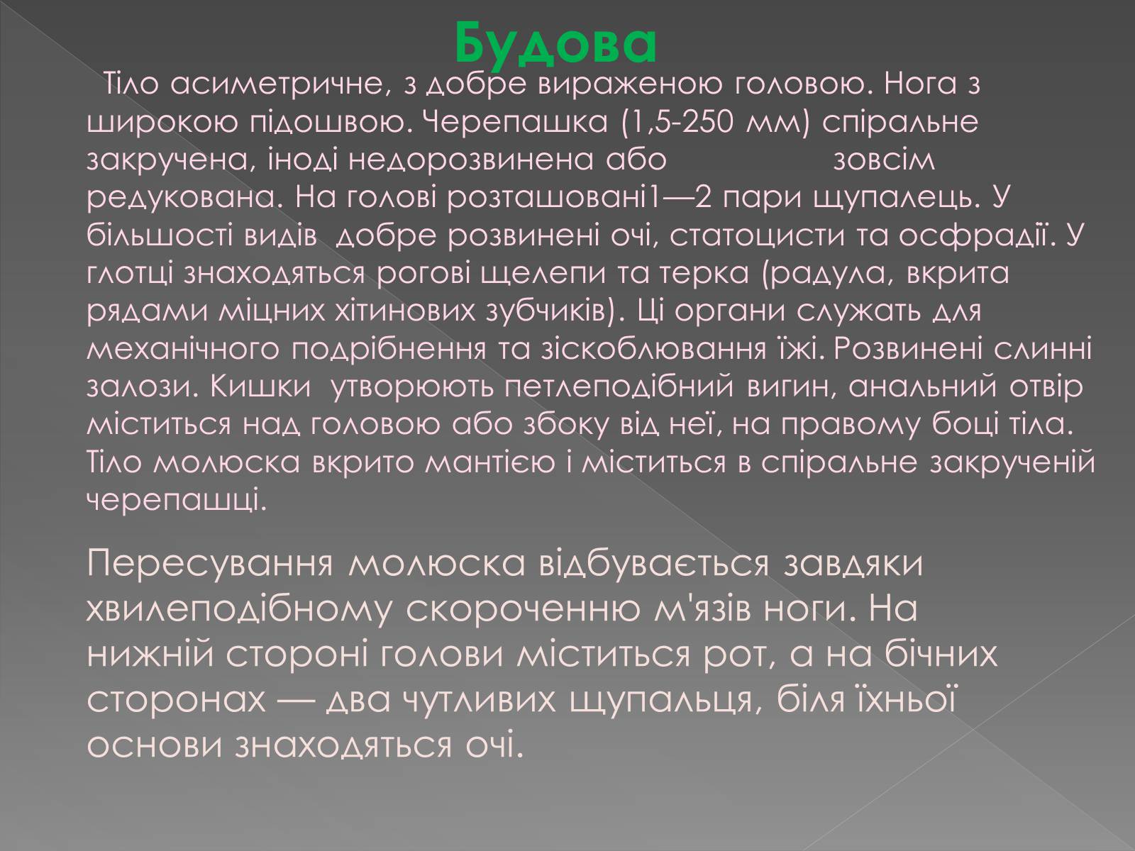 Презентація на тему «Клас черевоногі» (варіант 2) - Слайд #3 Презентація на тему «Клас черевоногі» (варіант 2) - Слайд #3