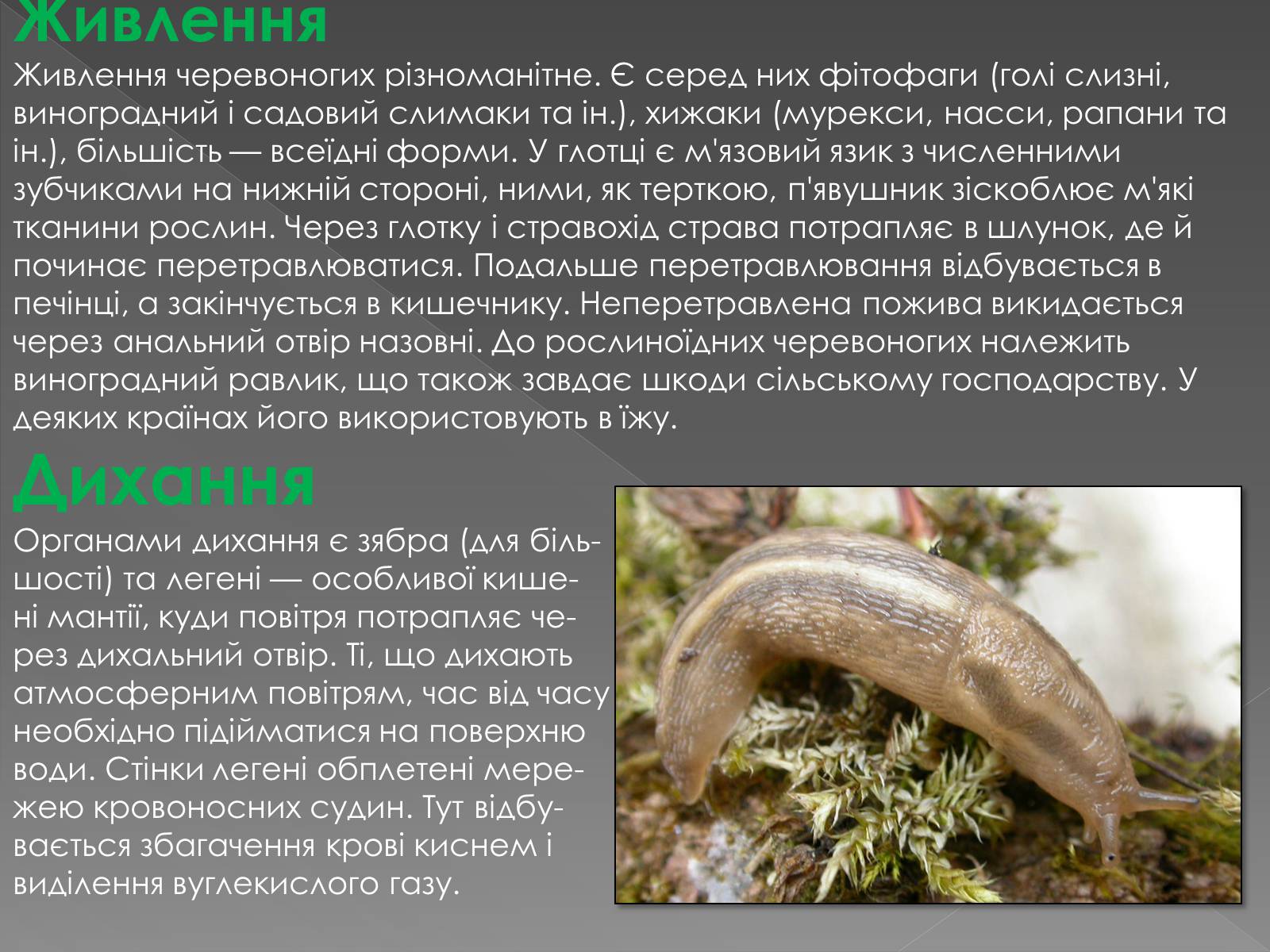 Презентація на тему «Клас черевоногі» (варіант 2) - Слайд #5 Презентація на тему «Клас черевоногі» (варіант 2) - Слайд #5