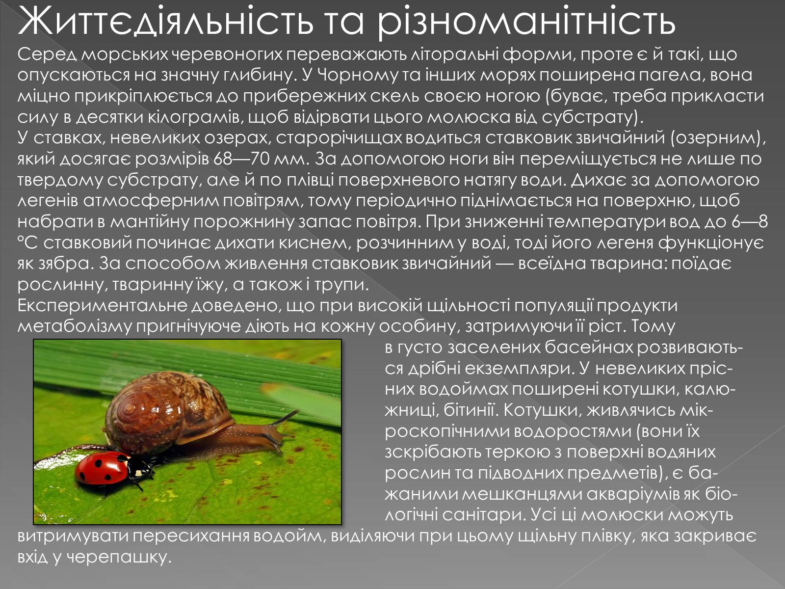 Презентація на тему «Клас черевоногі» (варіант 2) - Слайд #8 Презентація на тему «Клас черевоногі» (варіант 2) - Слайд #8
