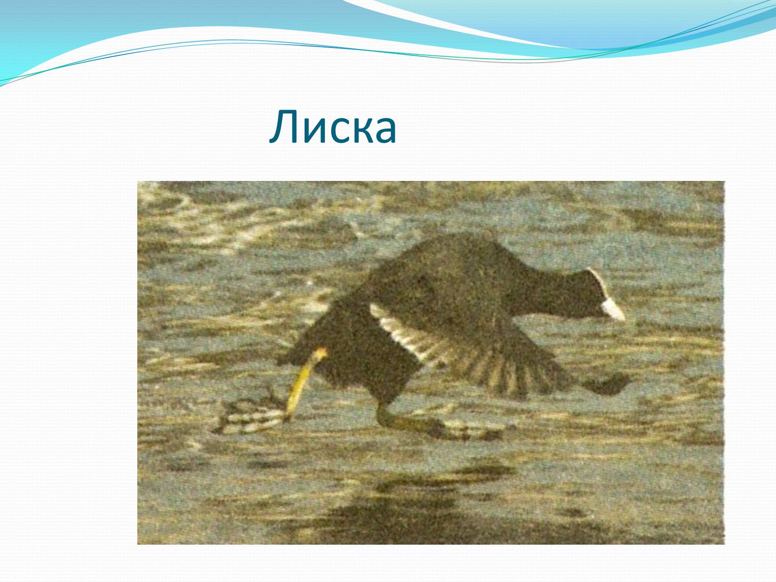 Презентація на тему «Надряд Кільогруді птахи» - Слайд #11 Презентація на тему «Надряд Кільогруді птахи» - Слайд #11