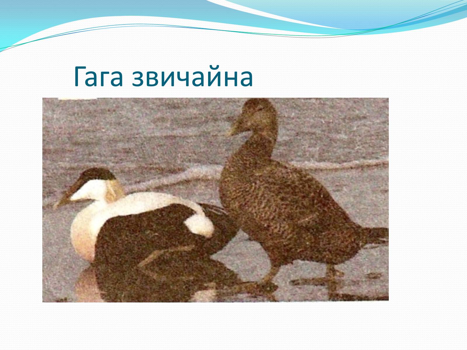Презентація на тему «Надряд Кільогруді птахи» - Слайд #16 Презентація на тему «Надряд Кільогруді птахи» - Слайд #16