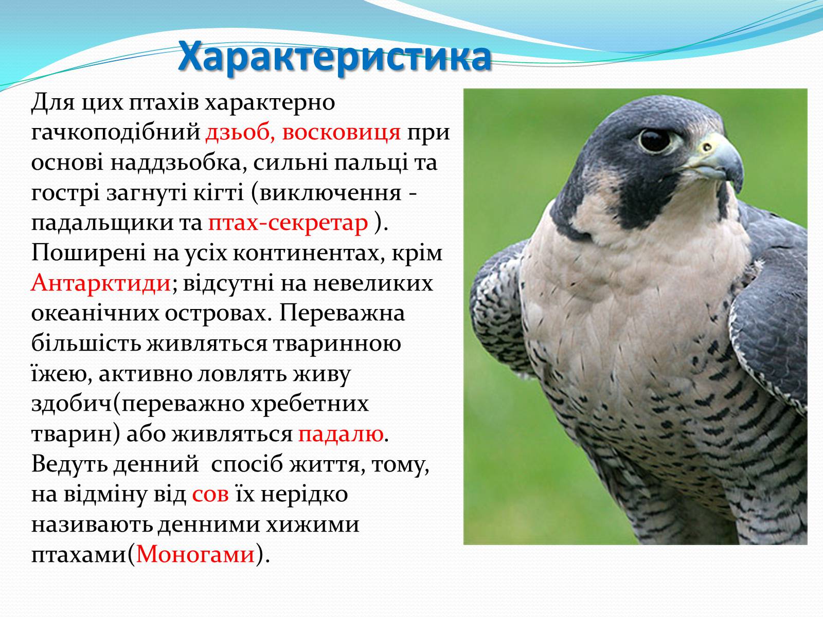 Презентація на тему «Надряд Кільогруді птахи» - Слайд #18 Презентація на тему «Надряд Кільогруді птахи» - Слайд #18
