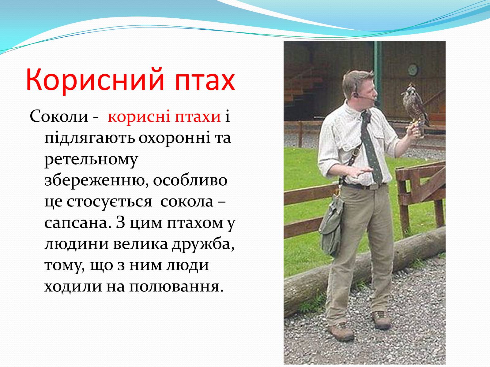Презентація на тему «Надряд Кільогруді птахи» - Слайд #19 Презентація на тему «Надряд Кільогруді птахи» - Слайд #19