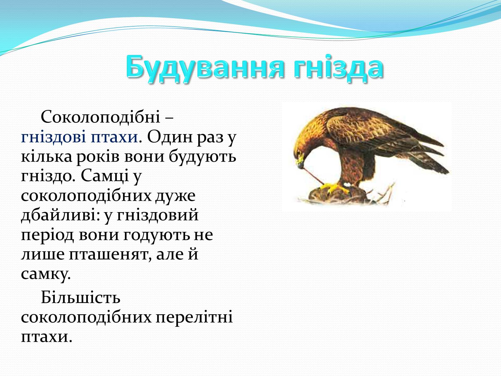 Презентація на тему «Надряд Кільогруді птахи» - Слайд #24 Презентація на тему «Надряд Кільогруді птахи» - Слайд #24