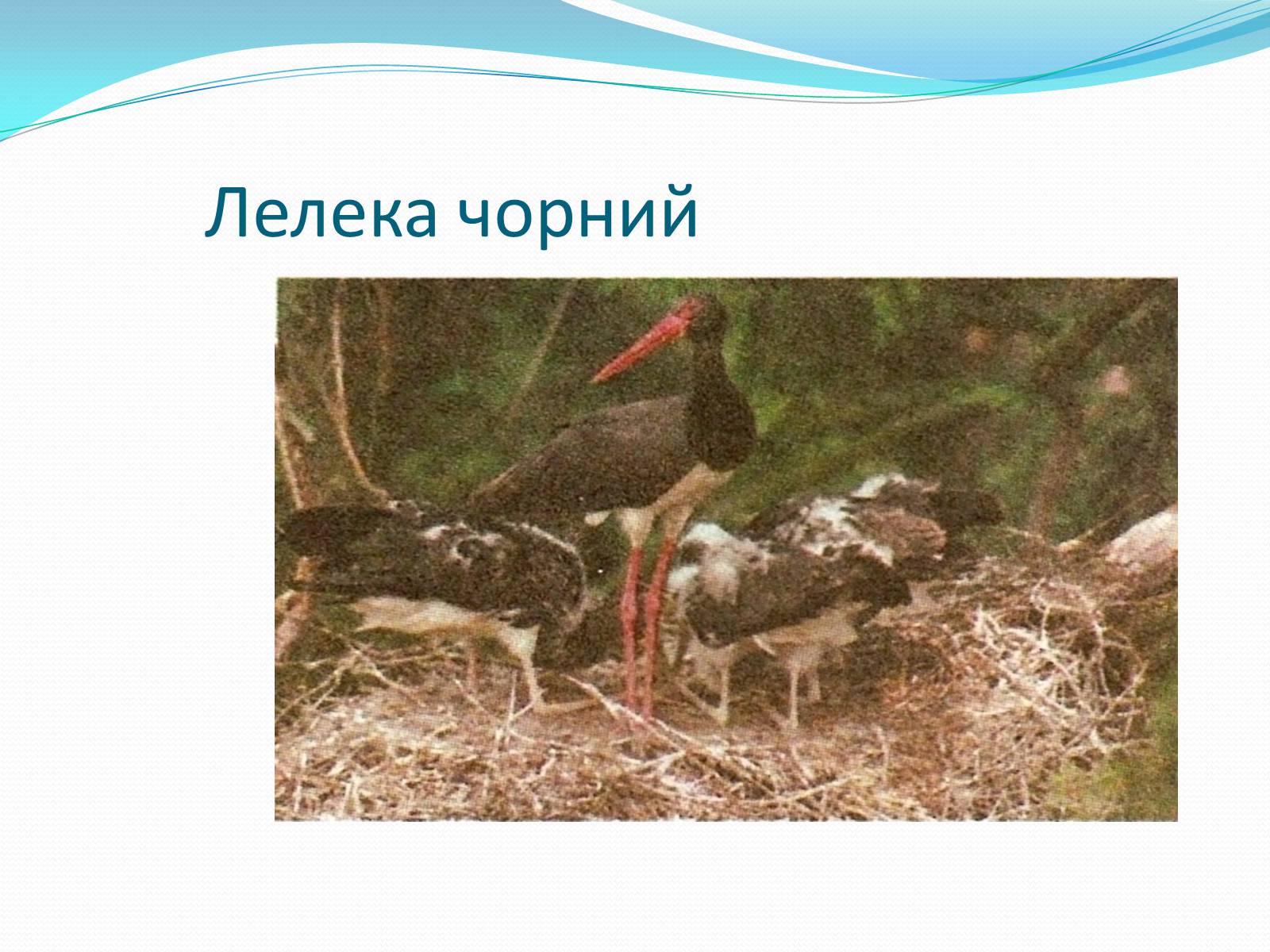 Презентація на тему «Надряд Кільогруді птахи» - Слайд #6 Презентація на тему «Надряд Кільогруді птахи» - Слайд #6