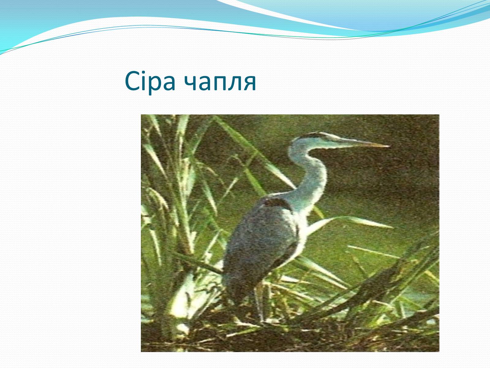 Презентація на тему «Надряд Кільогруді птахи» - Слайд #7 Презентація на тему «Надряд Кільогруді птахи» - Слайд #7