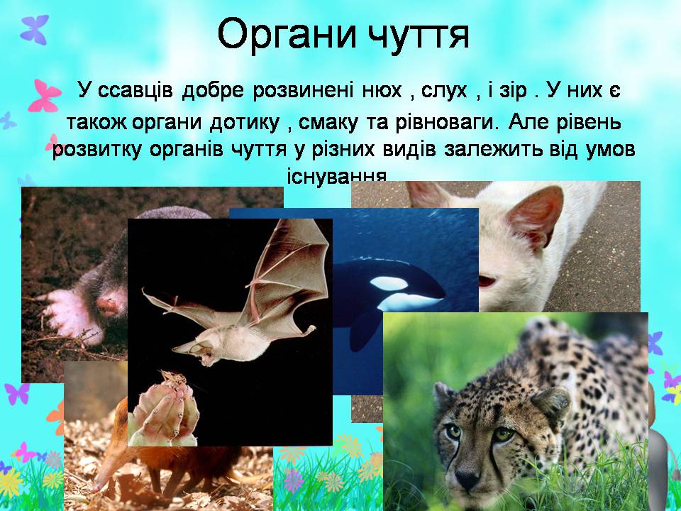 Презентація на тему «Внутрішня будова ссавців» (варіант 2) - Слайд #12 Презентація на тему «Внутрішня будова ссавців» (варіант 2) - Слайд #12