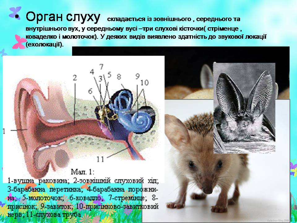 Презентація на тему «Внутрішня будова ссавців» (варіант 2) - Слайд #14 Презентація на тему «Внутрішня будова ссавців» (варіант 2) - Слайд #14