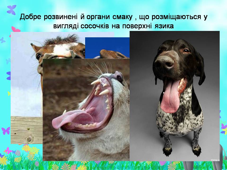 Презентація на тему «Внутрішня будова ссавців» (варіант 2) - Слайд #17 Презентація на тему «Внутрішня будова ссавців» (варіант 2) - Слайд #17